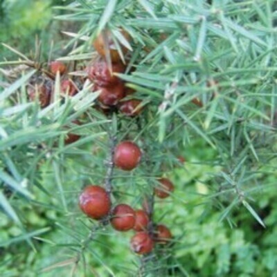 Κέδρος Καρπός 1000γρ Health Trade