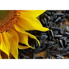 Πρωτεΐνη Ηλιόσπορου 50% bio 500γρ