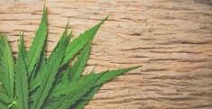 Hemp Protein (Πρωτεΐνη Κάνναβης) 500 γρ